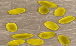 Bacillus megaterium