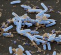Bacillus pumilus